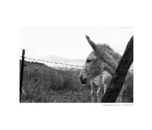 Fotos-Tarifa-pura-vida-176s